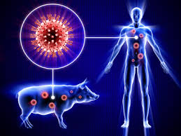 swine flu