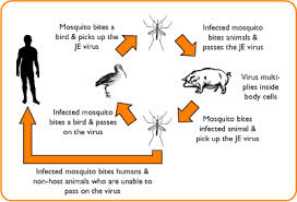 Transmission of Japanese Encephalitis