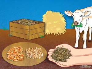 বিভিন্ন প্রকার খাবার