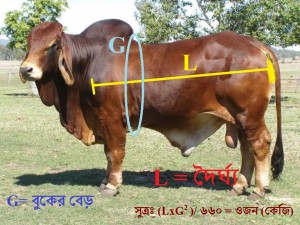 beef fattening