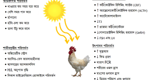 What heat stress does in poultry